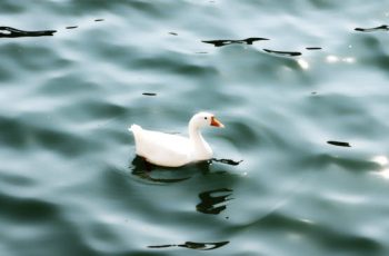 Duck at Bhimtal Lake (Uttarakhand)