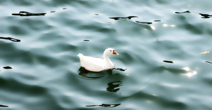 Duck Bhimtal Lake Uttarakhand